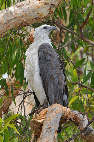 The white bellied sea eagle (Haliaeetus leucogaster), also known as the white breasted sea eagle, is a large diurnal bird of prey in the family Accipitridae, Kakadu National Park Australia.