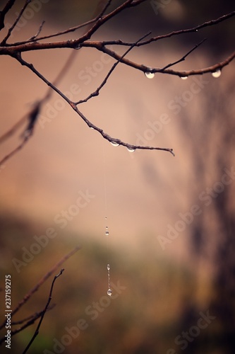  lonely leafless tree branches with drops of water after a November cold rain