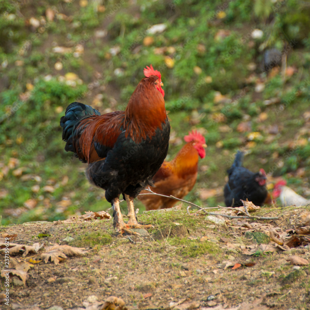 Fototapeta premium chicken and roosters