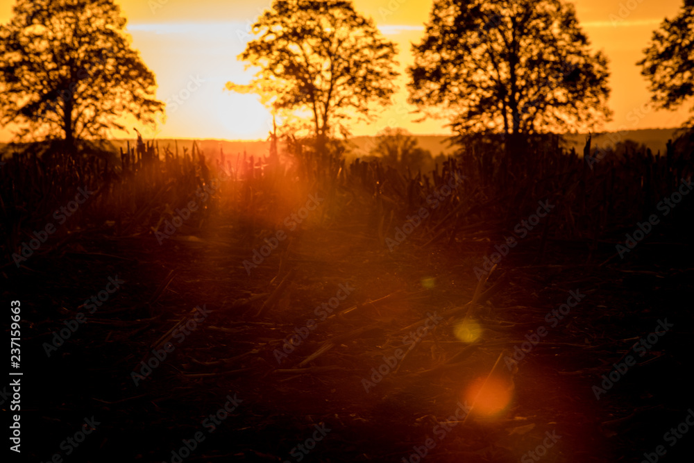 Fototapeta premium Sunrise