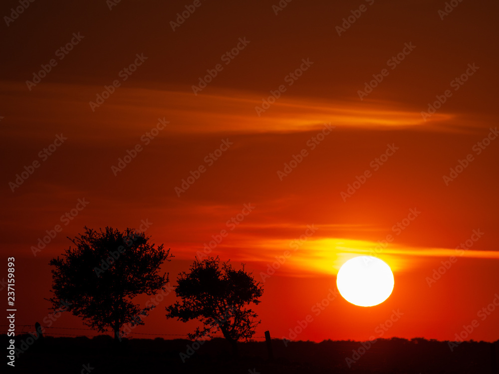 Romantic orange sky at the sunset with few clouds and chemtrails in the dehesa and tree silhouette Romantic orange sky at the sunset with few clouds and chemtrails in the dehesa and tree silhouette