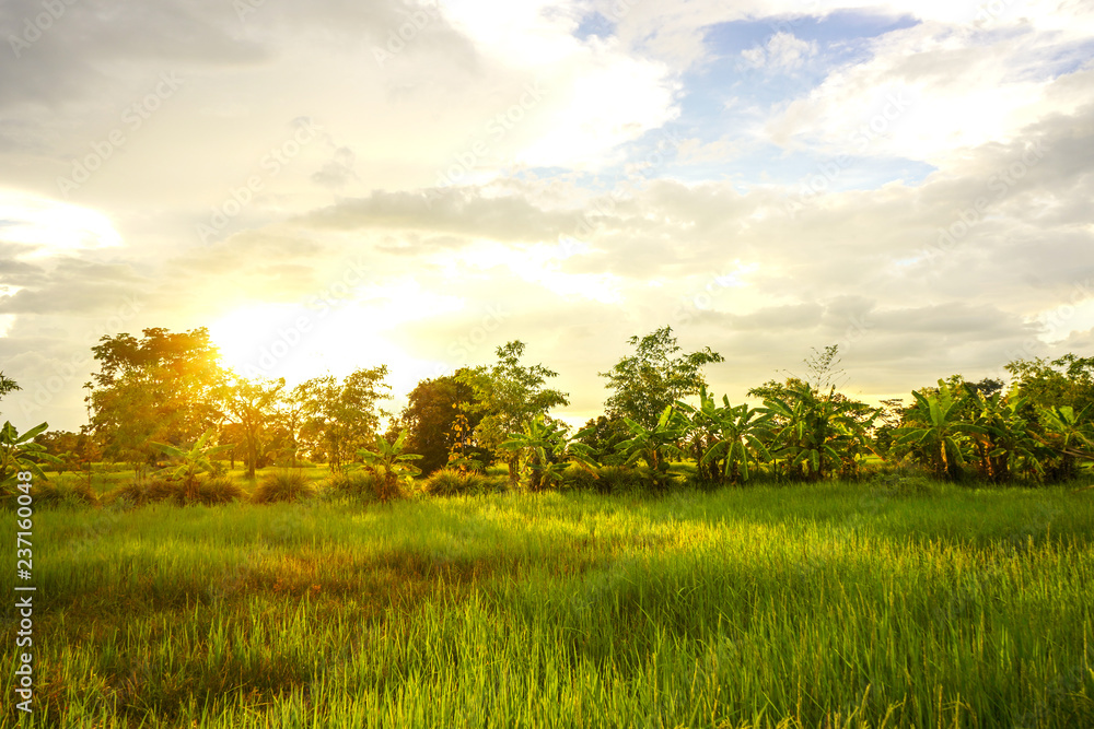 Obraz premium sunset over the field.