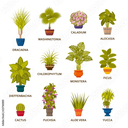 Decorative houseplants in pots set. Florist indoor palm trees and interior flowerpots