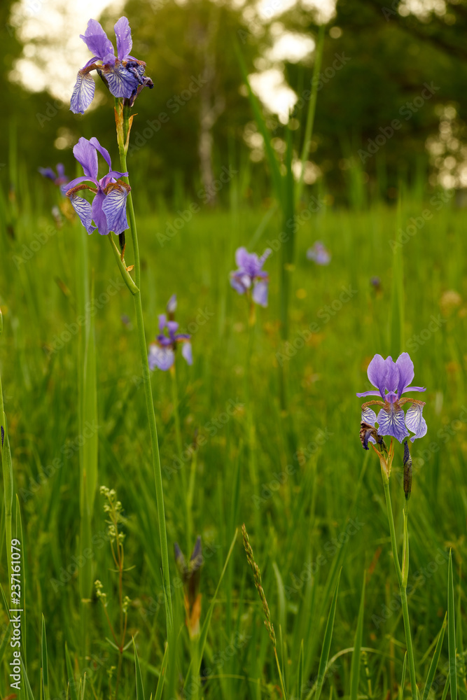 Sibirische Schwertlilie, Iris sibirica, Wiesen-Schwertlilie.
