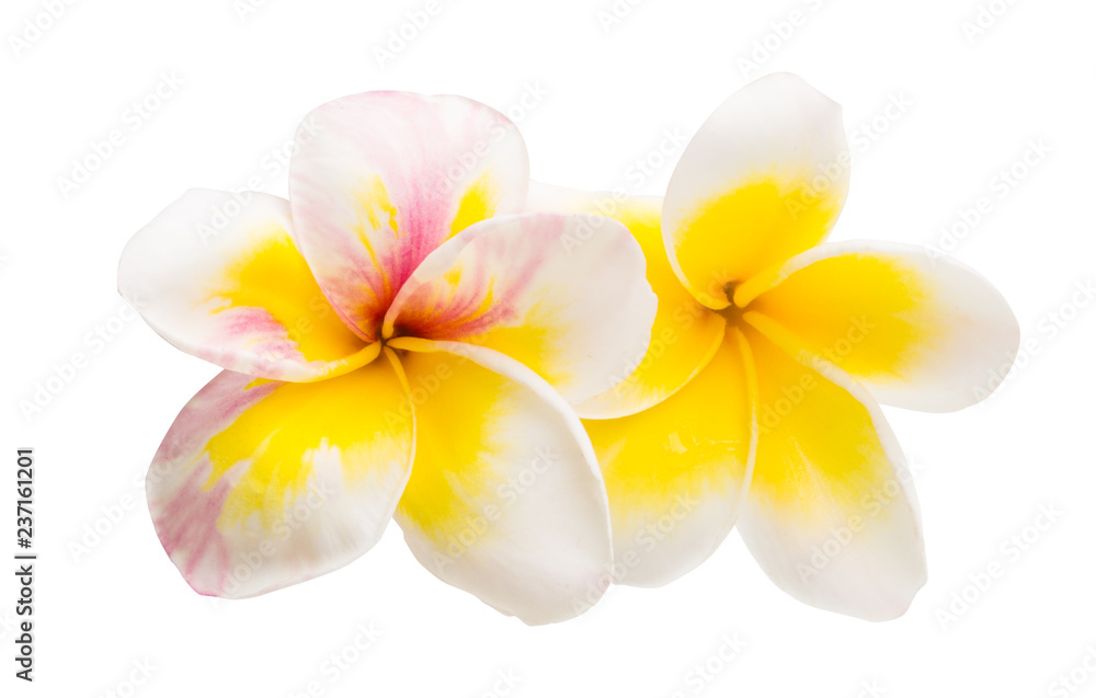 Naklejka premium plumeria flowers isolated