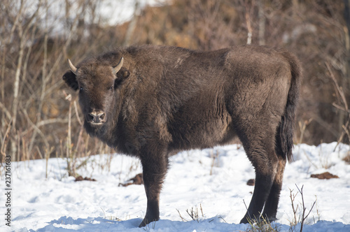 Mammals - European bison (Bison bonasus) in winter time in the natural environment of the Carpathians, National Park of Skole Beskydy