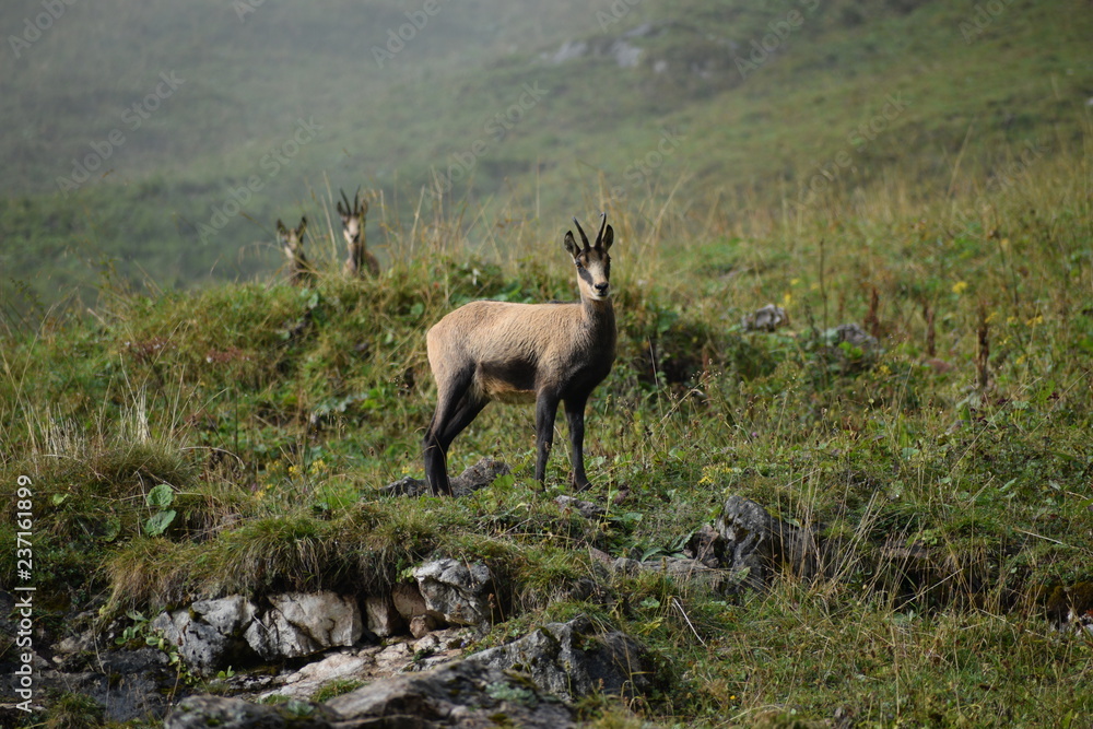 alpine chamois (Rupicapra rupicapra) in the wild at Berchtesgaden national park , Bavaria, Germany alpine chamois (Rupicapra rupicapra) in the wild at Berchtesgaden national park , Bavaria, Germany