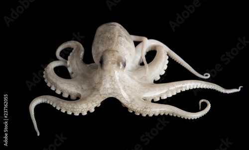 Small octopus on black background