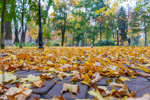 autumn landscape in the City Park of yellow leaves of trees
