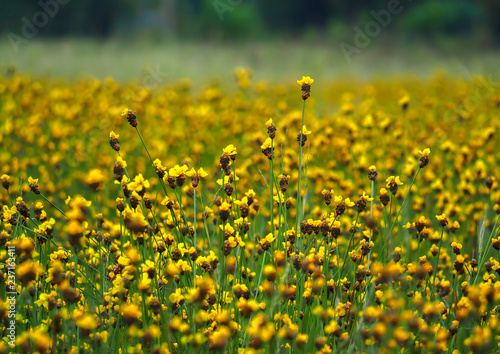 Tall yellow-eyed grass blooming in the paddy field of thailand. © patanasak