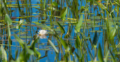 Springtime white water lily partially obscured, hidden among water grass and reeds in and along a shallow lake shore.