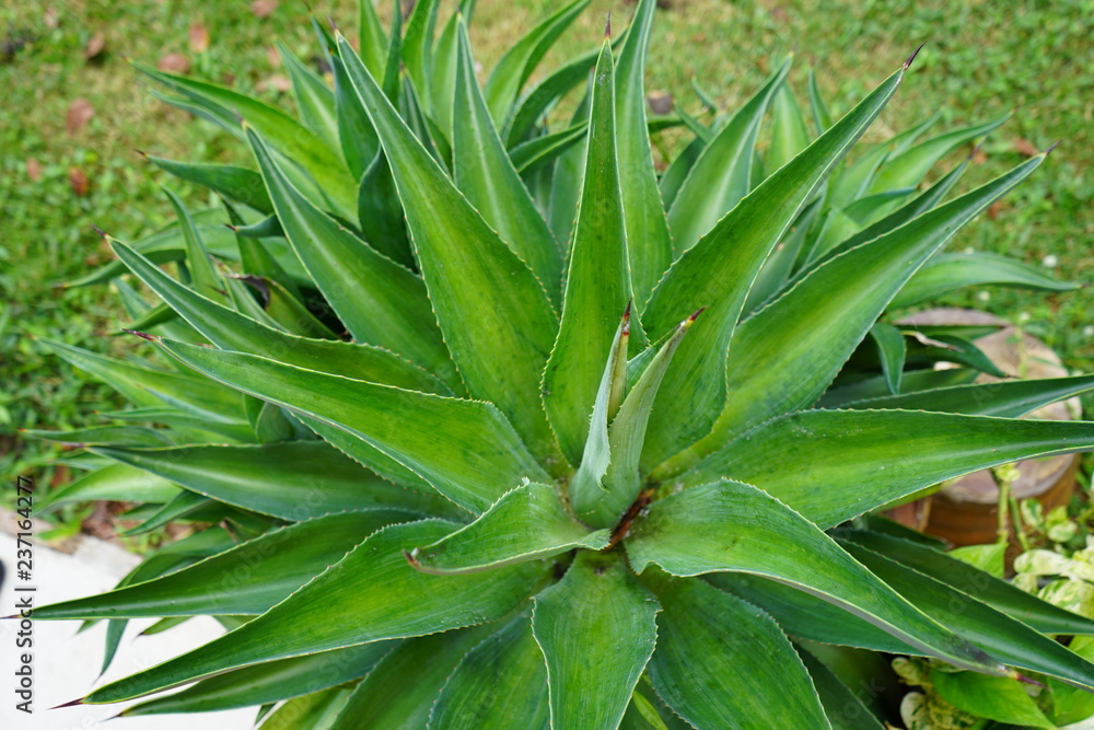 green plant in the garden green plant in the garden
