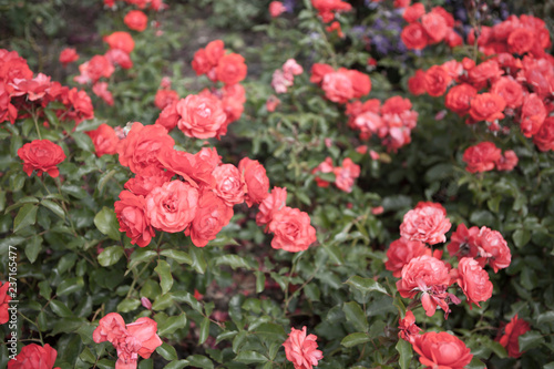 roses © SPD