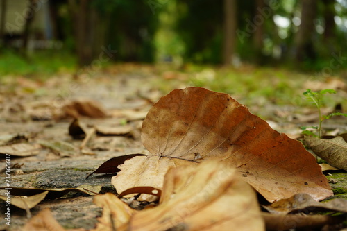 ole leaves in forest © wi