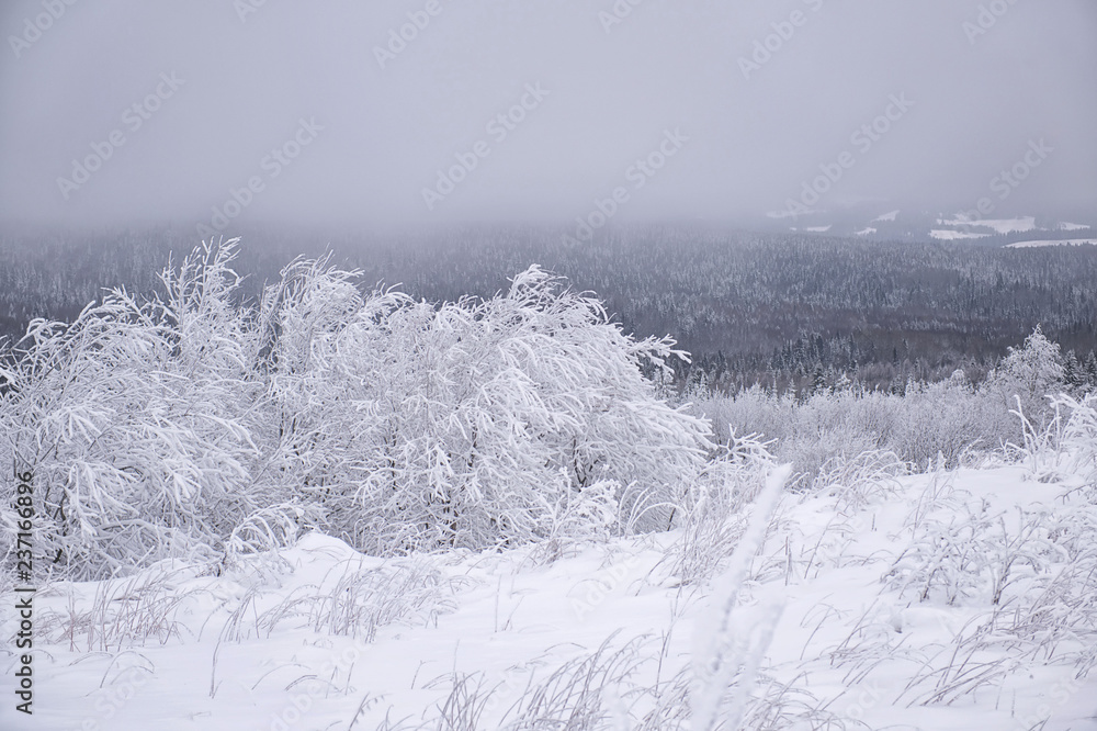 White birch trees in hoarfrost. Russian winter. Ural. Winter landscape with snow covered trees. White birch trees in hoarfrost. Russian winter. Ural. Winter landscape with snow covered trees.