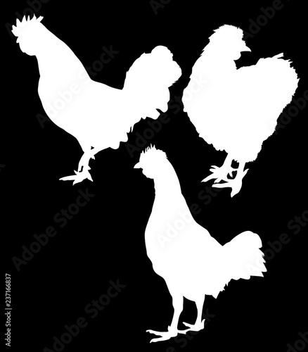 group of white roosters silhouettes on black