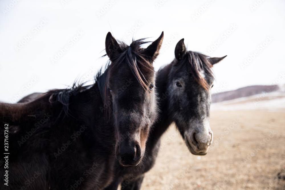 horse on grassland horse on grassland