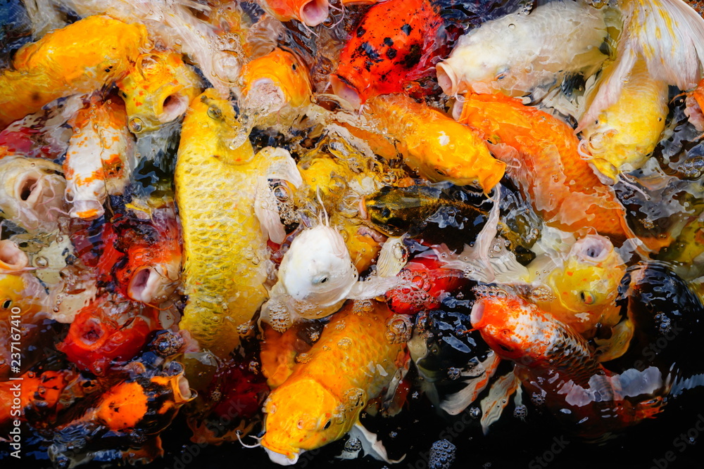 COLORFUL KOI FISH COLORFUL KOI FISH