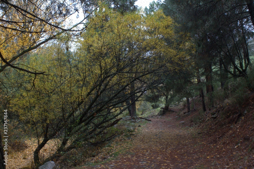Road in the Sierra de Guadarrama of Madrid Road in the Sierra de Guadarrama of Madrid