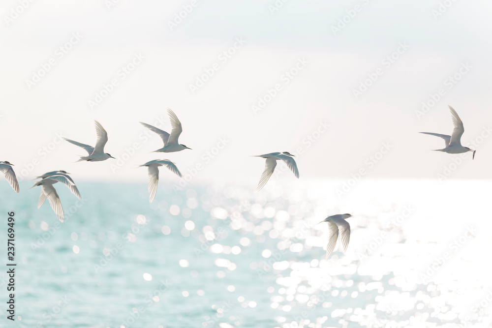 Obraz premium Tern Flock Flying over the Sea