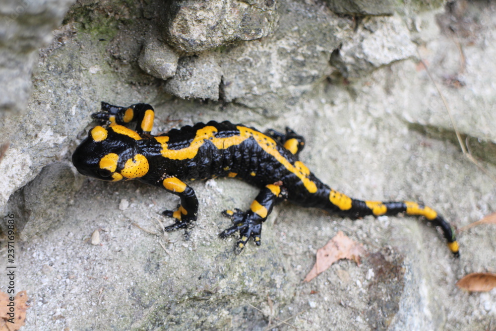 Fire salamander on stone near ruins of Starhrad castle in Žilina region, Slovakia