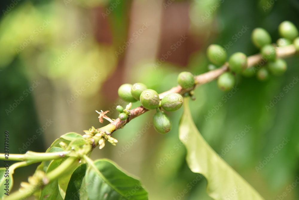 ハワイ　コナコーヒーの木　Coffee Tree