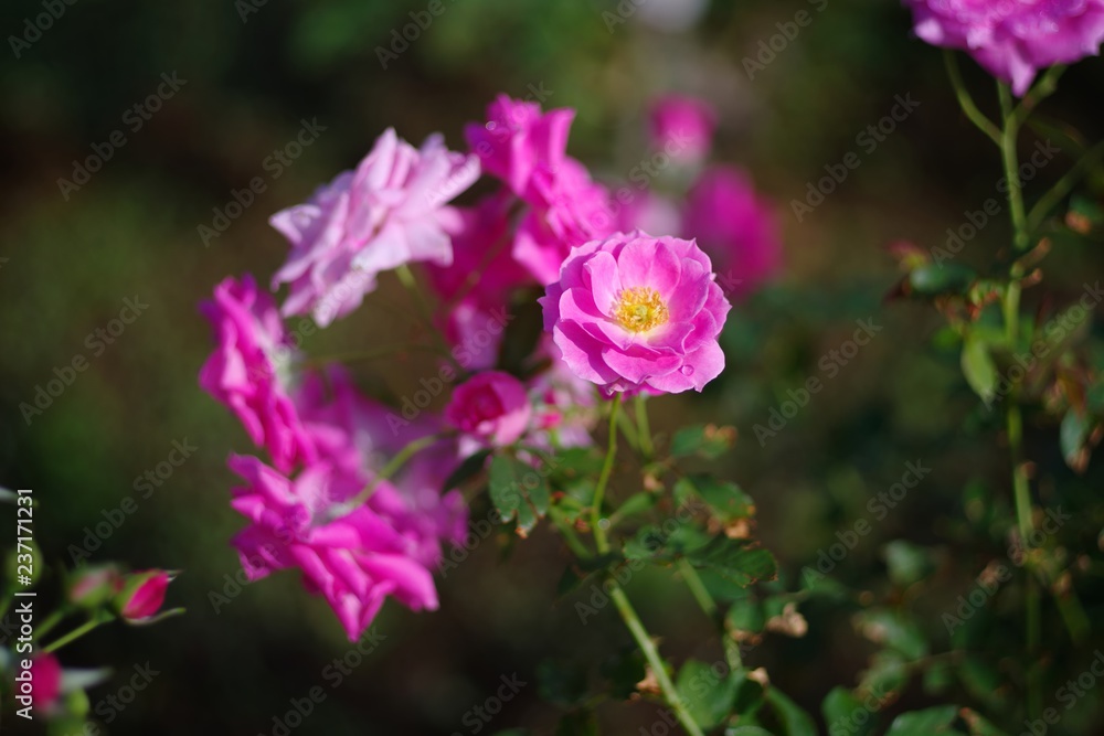 Autumn roses in various varieties Autumn roses in various varieties
