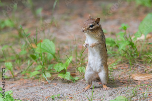 Small Eastern (Tamias) chipmunk stands up on her hind legs to a get a better view.  © valleyboi63