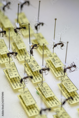 Pinned and pointed ants with labels from a large insect entomology collection photo