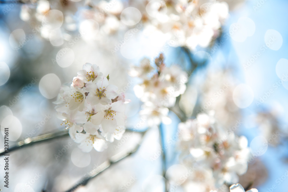 Spring Sakura Blossoms in Japan
