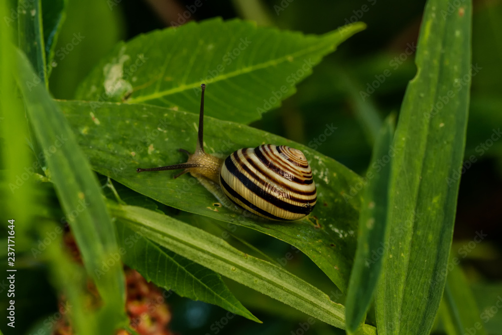 Schnecken Schnecken