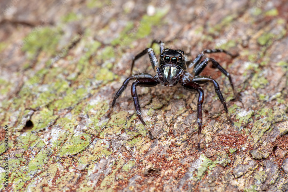 Jumping spider (Salticidae) hunting on tree bark in tropical rainforest, Queensland, Australia Jumping spider (Salticidae) hunting on tree bark in tropical rainforest, Queensland, Australia
