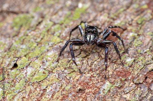 Jumping spider (Salticidae) hunting on tree bark in tropical rainforest, Queensland, Australia