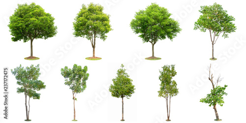 The collection of trees isolated on white background. Beautiful and robust trees are growing in the forest, garden or park.