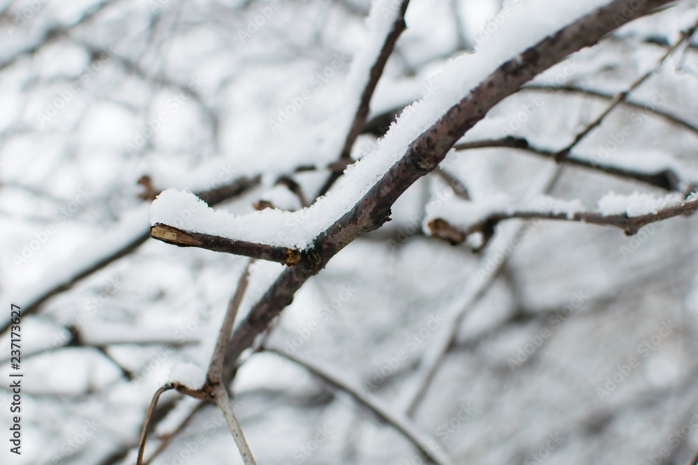 The branches of the tree are covered with snow. The branches of the tree are covered with snow.