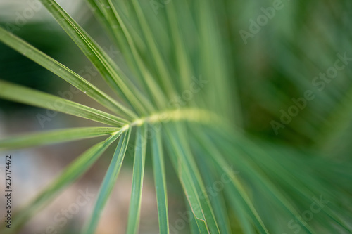 Palm Leaf close up