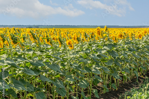 Blooming sunflowers on the field