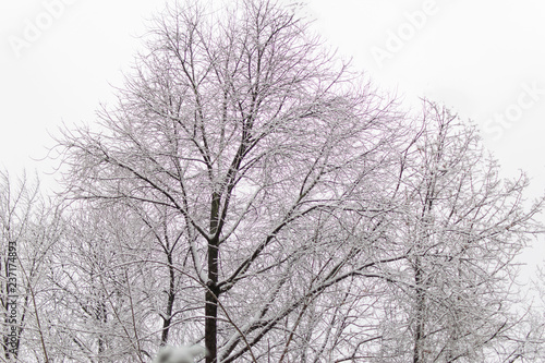 The branches of the tree are covered with snow. © Konstiantyn Zapylaie