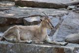 Wild brown mountain goat on vacation on a stone ledge