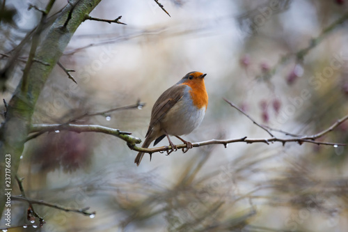 bird on branch