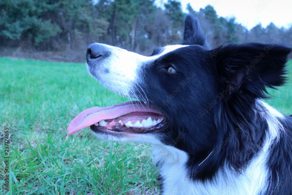 Primo piano di un giovane border collie con lingua fuori Primo piano di un giovane border collie con lingua fuori
