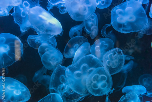 Blue Jellyfish © Sina