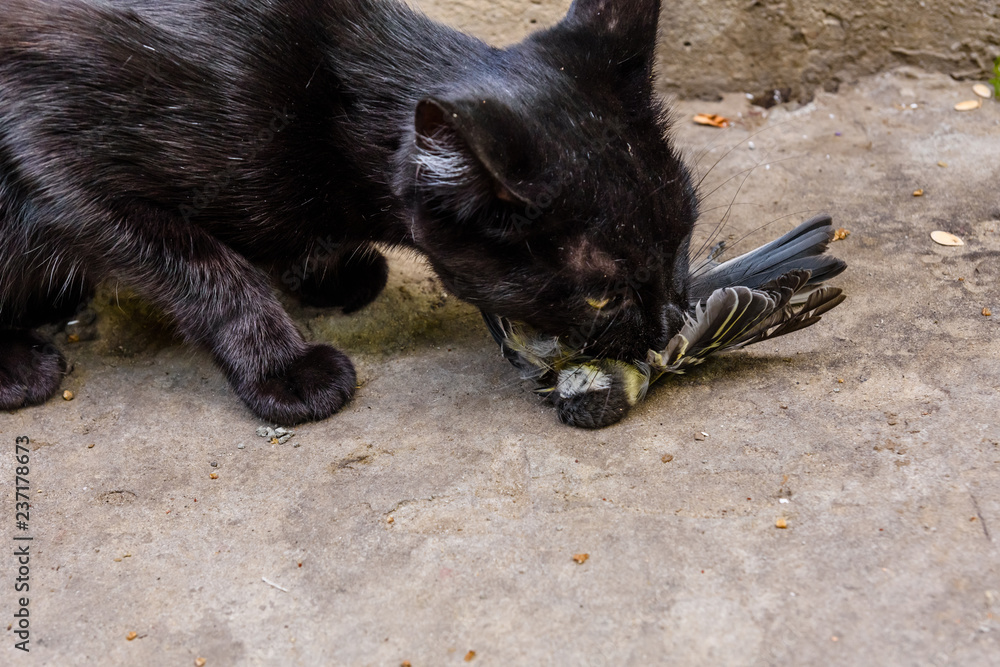 Domestic cat catched the bird in a garden Domestic cat catched the bird in a garden