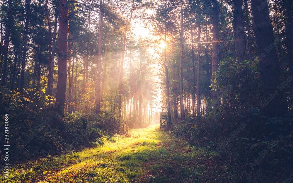 Fototapeta premium Autumn morning with sunshine in the forest, Hungary
