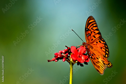 An orange, white and black gulf fritillary (Agraulis vanillae) butterfly perched on a red jatropha bloom with a soft green background.