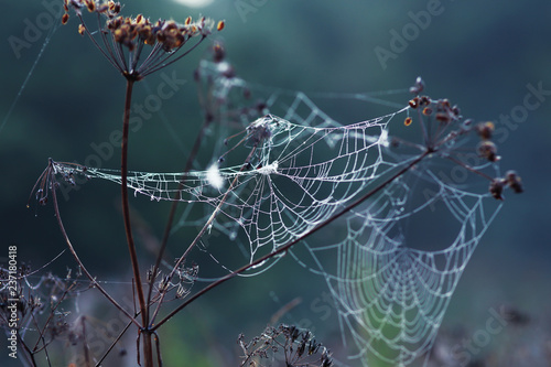 Thin web on the grass. Morning in nature. Meadow in the forest. Dawn, good mood. Walk through the fields. 