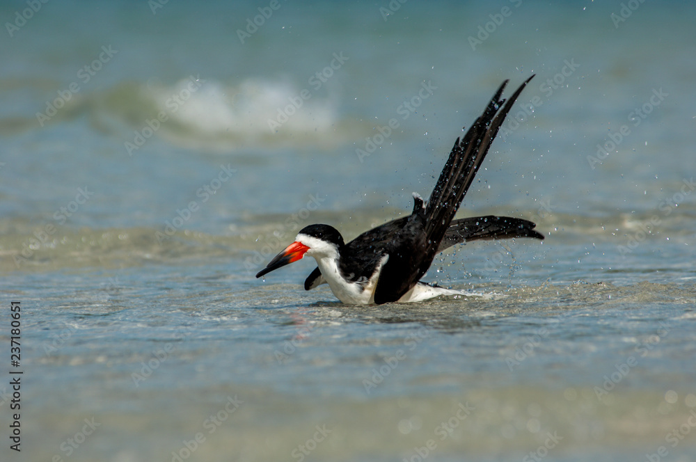 A black skimmer ( Rynchops niger) splashes and grroms in the Gulf of Mexico at Wiggins Pass, Florida. A black skimmer ( Rynchops niger) splashes and grroms in the Gulf of Mexico at Wiggins Pass, Florida.