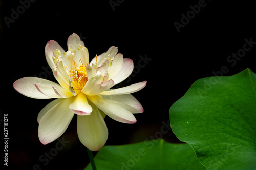 Wallpaper Mural A lotus bloom against a black background with green petals. Torontodigital.ca
