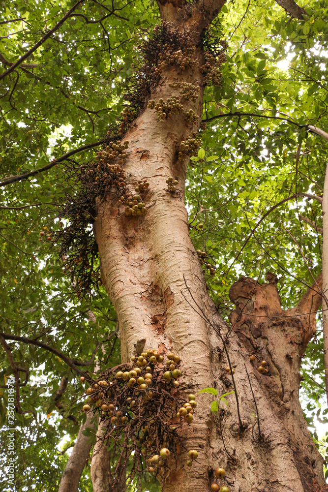 Fototapeta premium Ficus racemosa at Garden