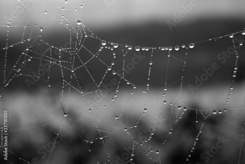 Morning dew on a spider web